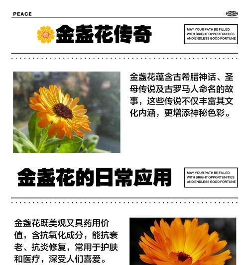 温馨之花语有哪些？如何用花语传递温馨？