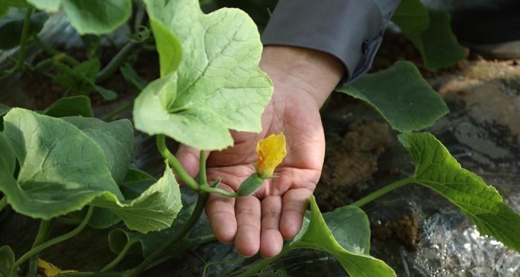 香瓜的花语是什么？香瓜花语背后的故事是什么？