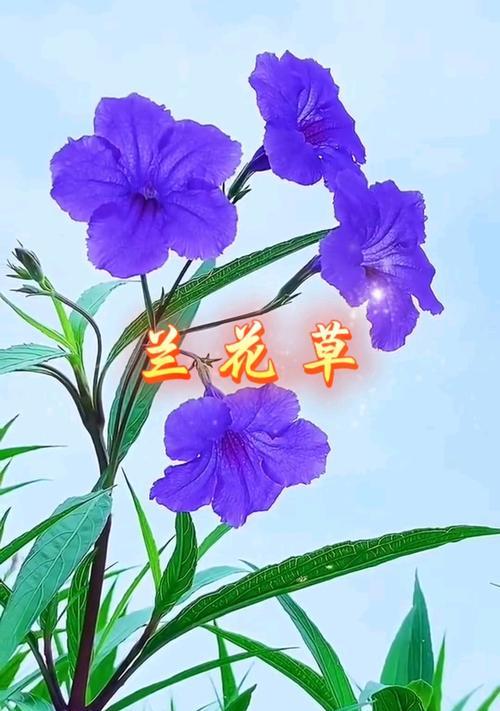 兰草花语录有哪些？兰草花语录如何影响我们？