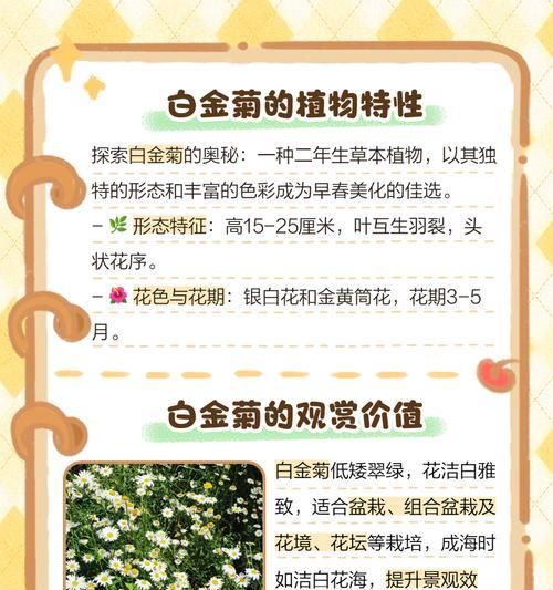 小菊蕾花语代表什么？如何用小菊蕾花语表达情感？