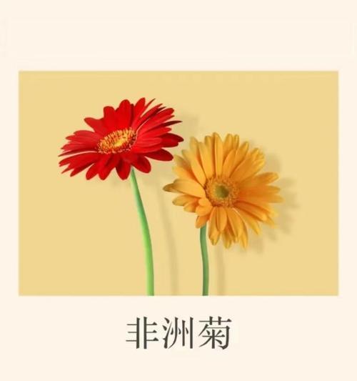 小菊蕾花语代表什么？如何用小菊蕾花语表达情感？