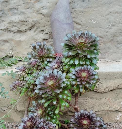 菠萝橘花语是什么？菠萝橘花语有何特别含义？