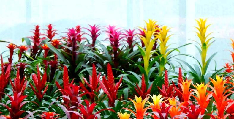 菠萝橘花语是什么？菠萝橘花语有何特别含义？
