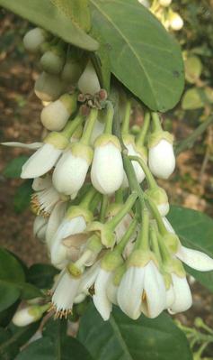 菠萝橘花语是什么？菠萝橘花语有何特别含义？