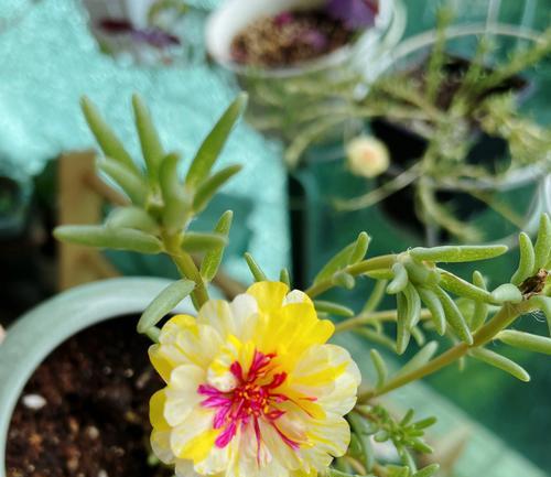 向日魁花语是什么？向日魁花语有何特别含义？