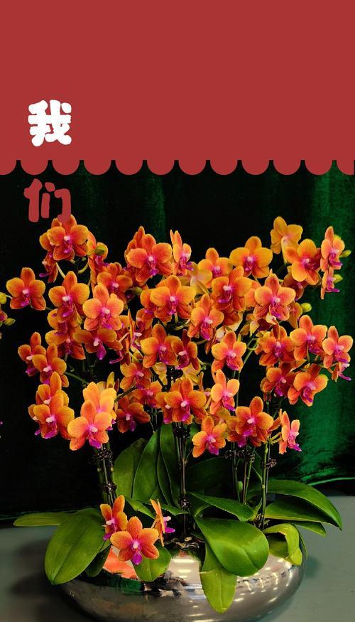 向日魁花语是什么？向日魁花语有何特别含义？