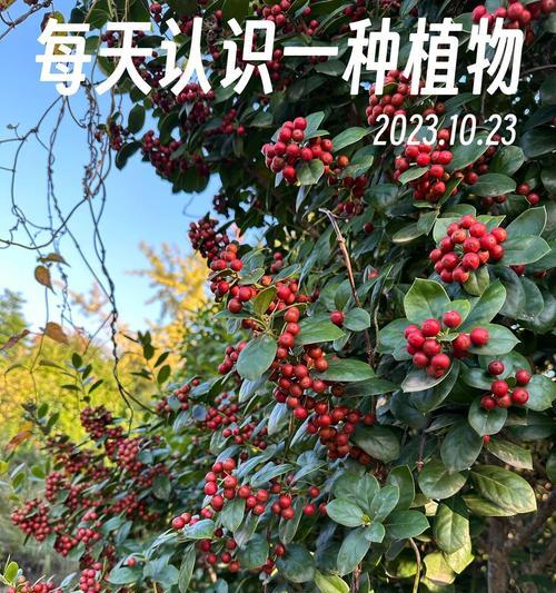 老虎的花语有何寓意？如何用老虎的花语表达爱意？