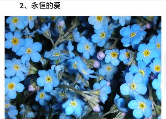 蓝橙花花语代表什么？如何用蓝橙花花语表达情感？