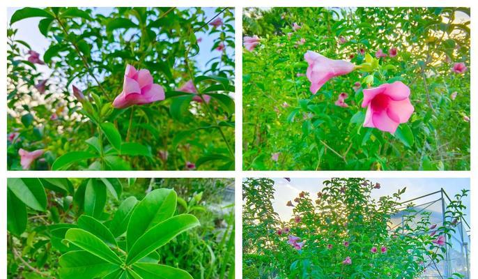 大紫蝉花语有何含义？如何用大紫蝉花语表达爱意？