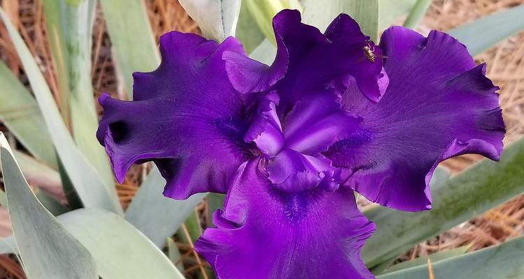 大紫蝉花语有何含义？如何用大紫蝉花语表达爱意？