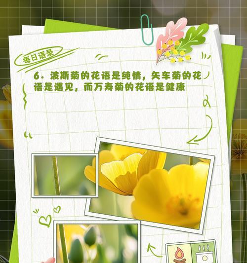 为菊的花语是什么？为菊花语背后的故事是什么？