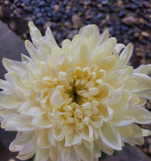 铁线阙花语是什么？铁线阙的象征意义有哪些？