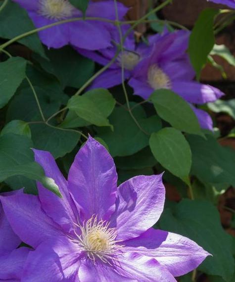 铁线阙花语是什么？铁线阙的象征意义有哪些？