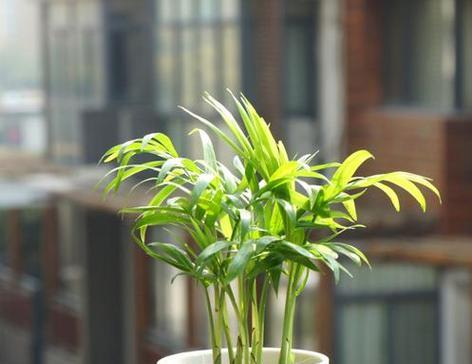 椰子竹花语有何特别之处？椰子竹代表的含义是什么？