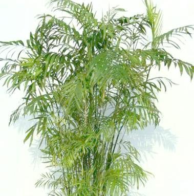 椰子竹花语有何特别之处？椰子竹代表的含义是什么？