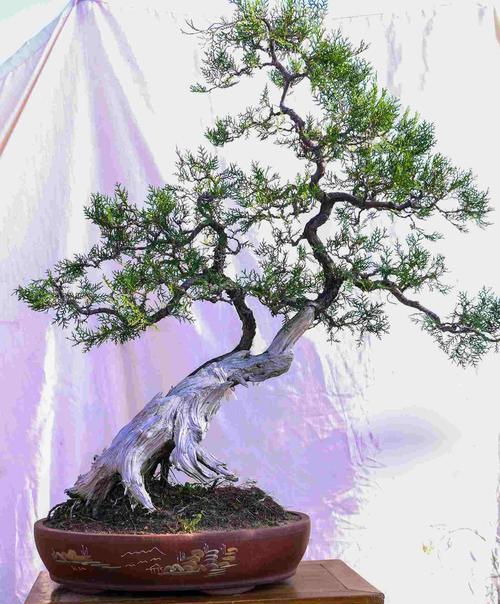 侧柏花花语有何含义？侧柏花代表的象征是什么？