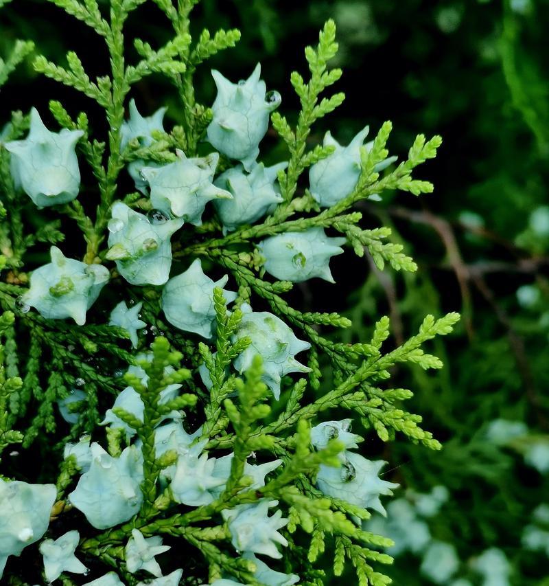 侧柏花花语有何含义？侧柏花代表的象征是什么？
