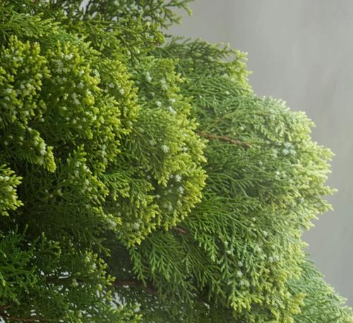 侧柏花花语有何含义？侧柏花代表的象征是什么？