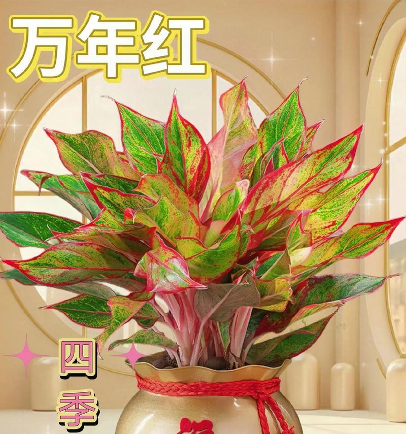 变色叶花语代表什么？变色叶植物的特别含义是什么？