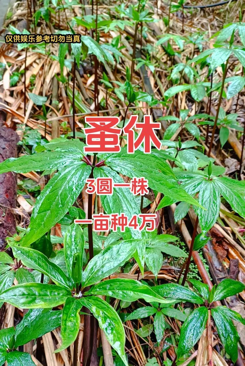 变色叶花语代表什么？变色叶植物的特别含义是什么？