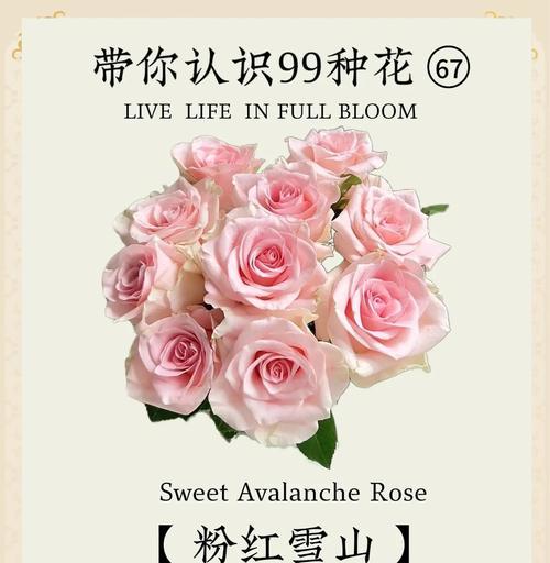巴西的花语有哪些特点？巴西花卉的文化含义是什么？