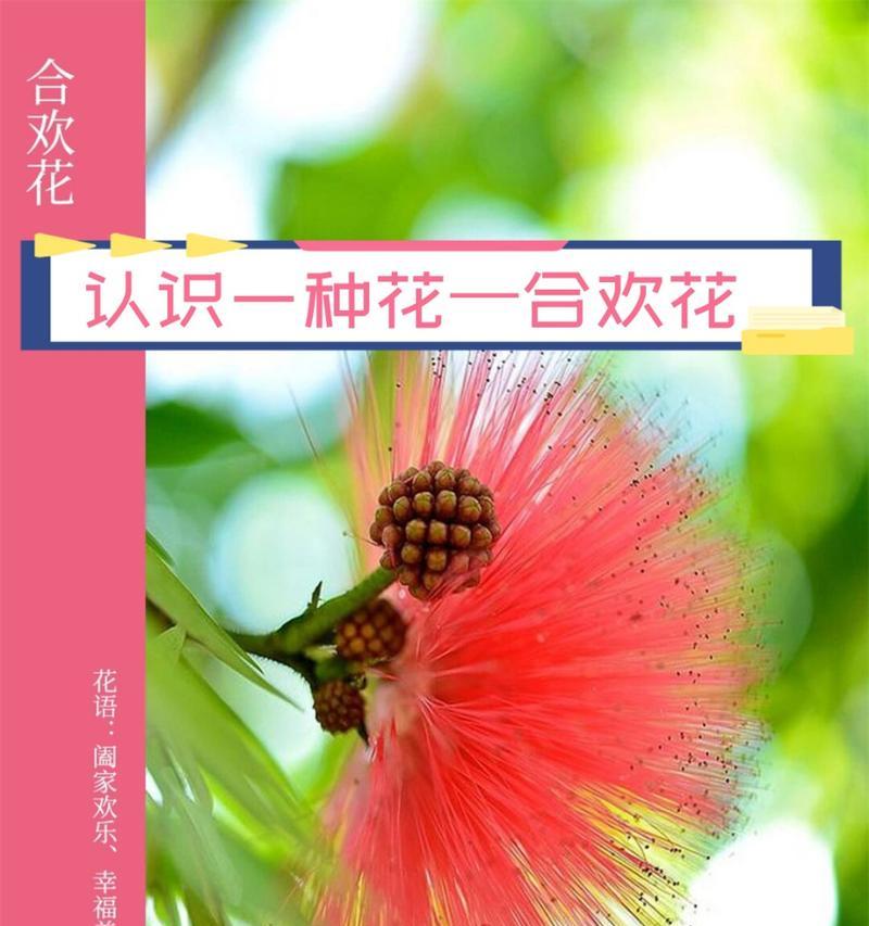 巴西的花语有哪些特点？巴西花卉的文化含义是什么？