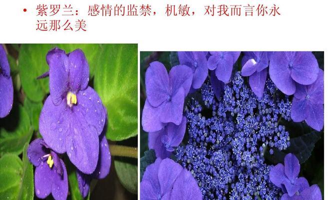 巴西的花语有哪些特点？巴西花卉的文化含义是什么？
