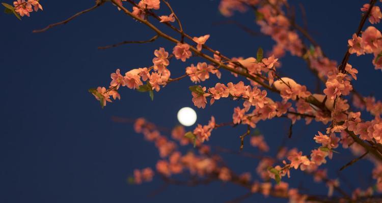 花月亮花语是什么意思？花月亮代表的象征意义有哪些？