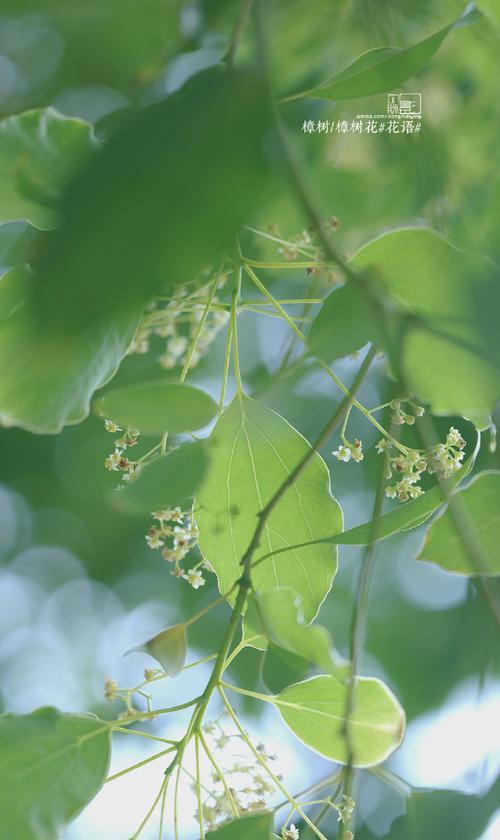 香樟果花语有何特别之处？香樟果的象征意义是什么？