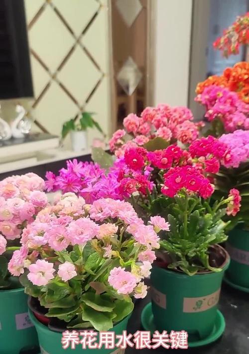 浇花的花语是什么？如何通过浇花表达情感？