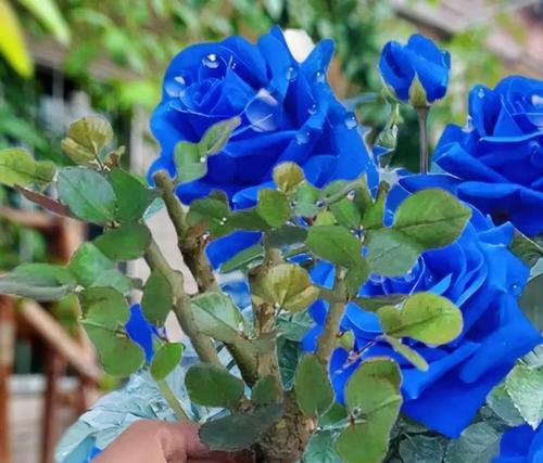 浇花的花语是什么？如何通过浇花表达情感？