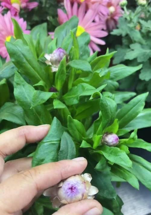 花语麦秆菊代表什么？麦秆菊的花语有何寓意？