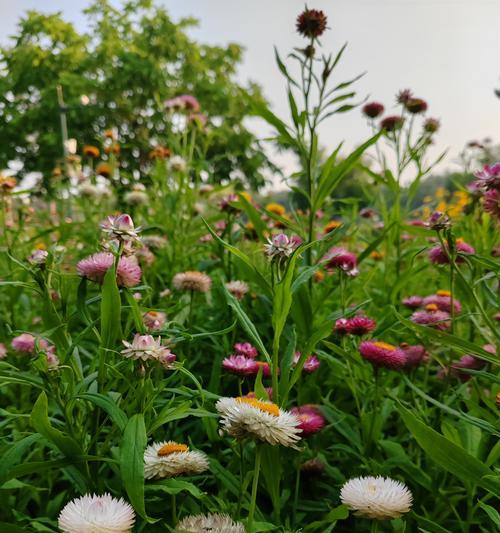 花语麦秆菊代表什么？麦秆菊的花语有何寓意？