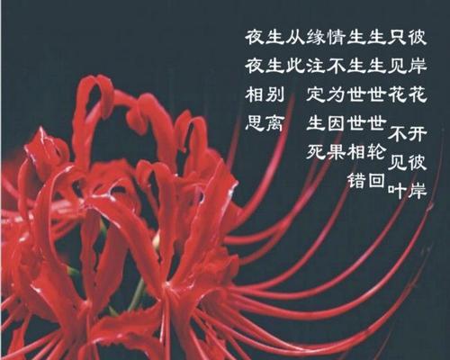 发彼岸花语是什么？彼岸花的花语有何特别之处？
