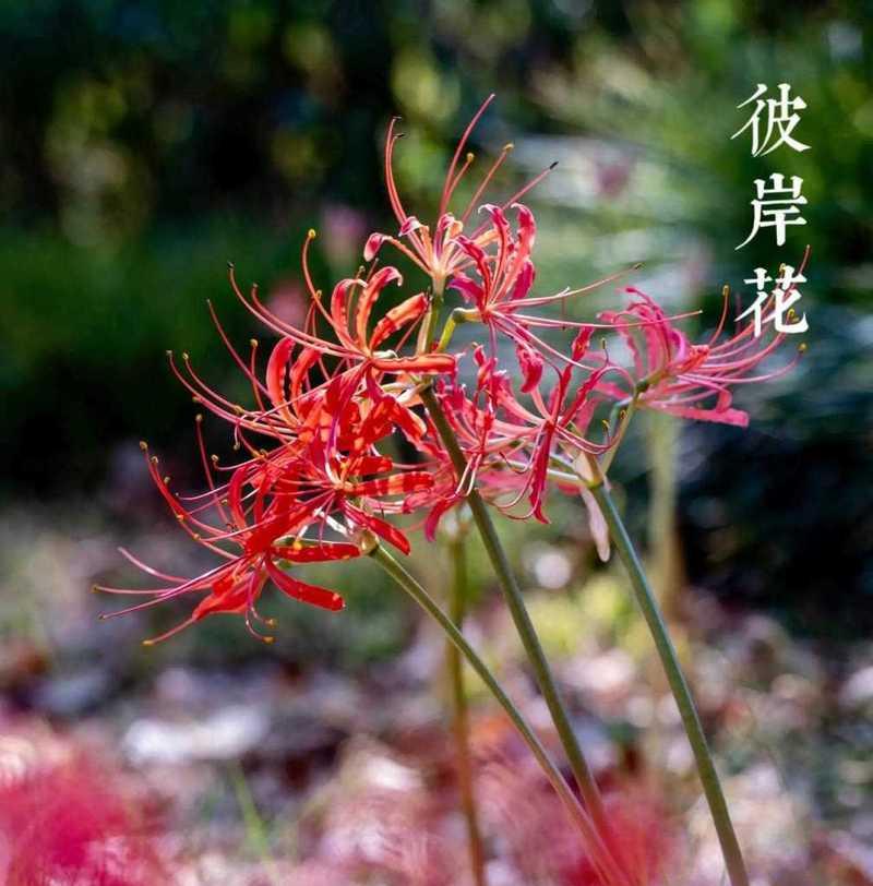 发彼岸花语是什么？彼岸花的花语有何特别之处？