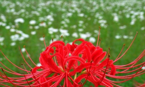 吊翠的花语是什么？吊翠的花代表什么意义？