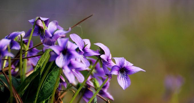 吊翠的花语是什么？吊翠的花代表什么意义？