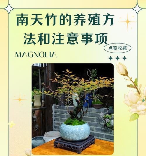 吊翠的花语是什么？吊翠的花代表什么意义？