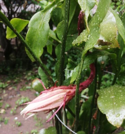 斛兰花语言有何特别之处？斛兰花的花语是什么？