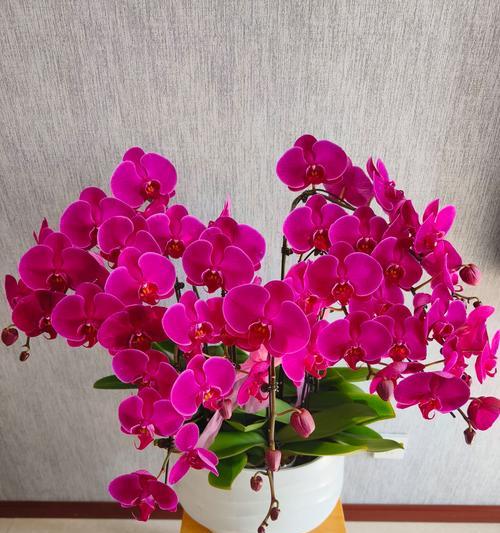 斛兰花语言有何特别之处？斛兰花的花语是什么？