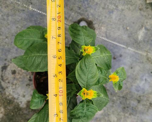 黄虾衣花语有何含义？黄虾衣的花代表什么？