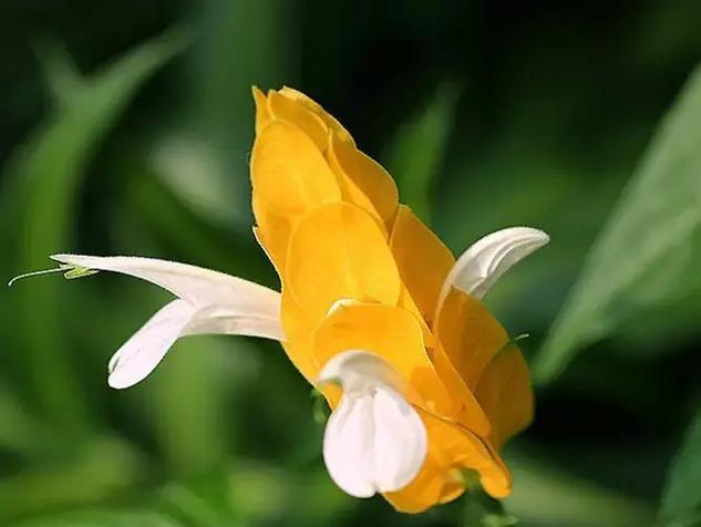 黄虾衣花语有何含义？黄虾衣的花代表什么？