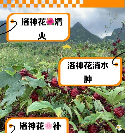 芙洛拉花语有何含义？芙洛拉的花代表什么？