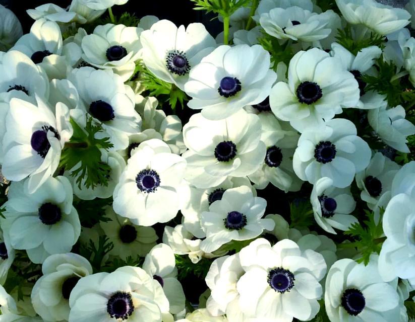 芙洛拉花语有何含义？芙洛拉的花代表什么？