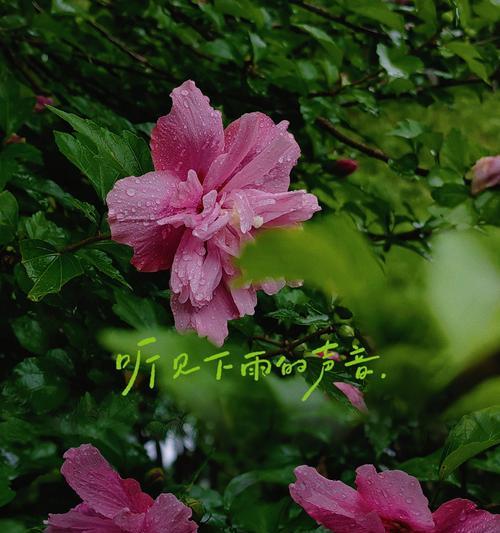 易木槿花语是什么？易木槿的花代表什么意义？