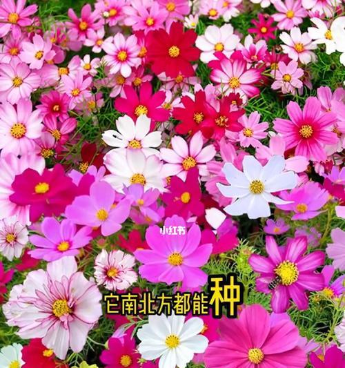 矮菊的花语有何含义？矮菊的花代表什么？