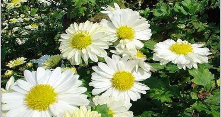 矮菊的花语有何含义？矮菊的花代表什么？