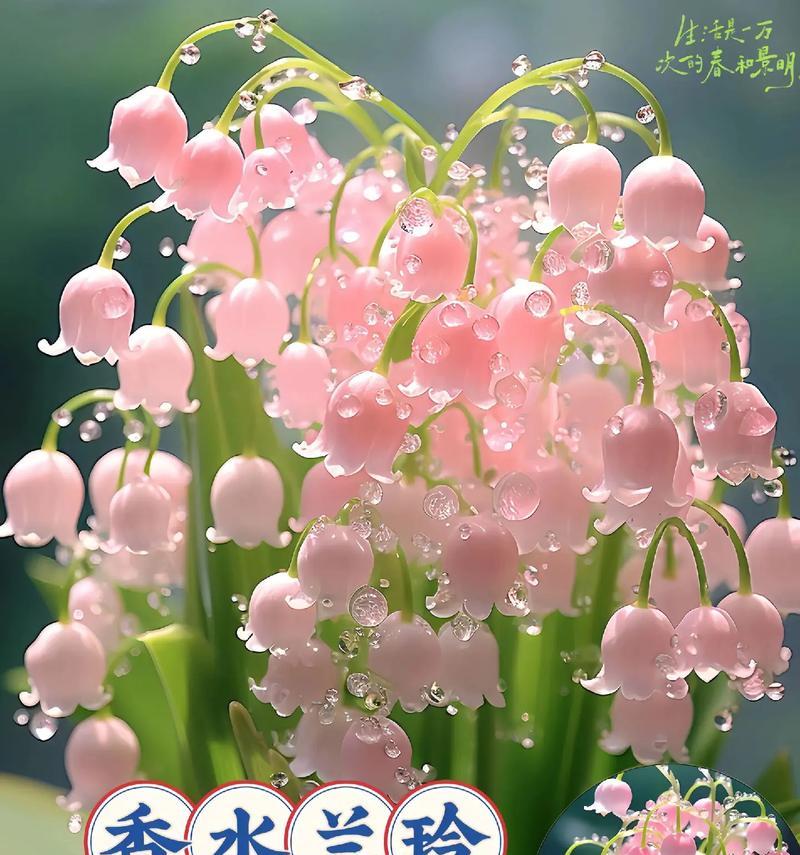 霍香菊花语是什么？霍香菊的花代表什么意义？