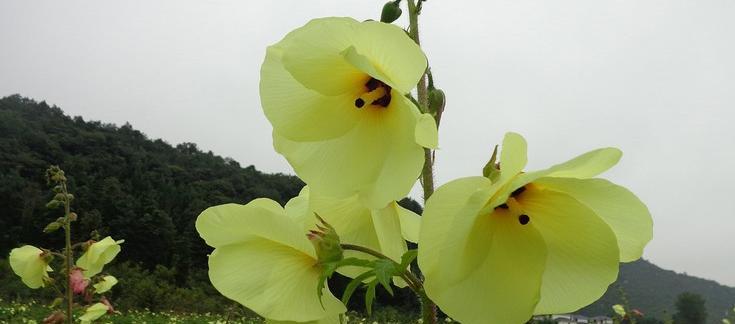 凤葵草花语是什么？凤葵草的花代表什么意义？