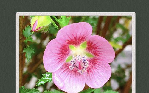 凤葵草花语是什么？凤葵草的花代表什么意义？